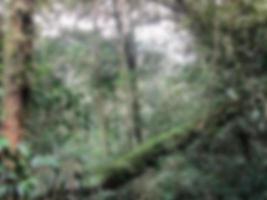 Blurred background. view of mountain forest. Green concept photo