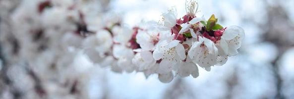 Pink Apple Tree Blossoms with white flowers on blue sky background photo