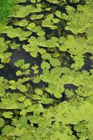 Texture of swamp water dotted with green duckweed and marsh vegetation photo