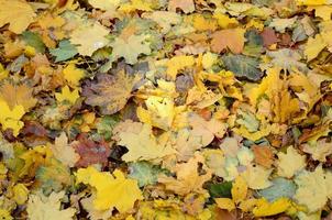 un gran número de hojas de otoño caídas y amarillentas en el suelo. textura de fondo de otoño foto