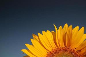 vista del campo de girasol foto