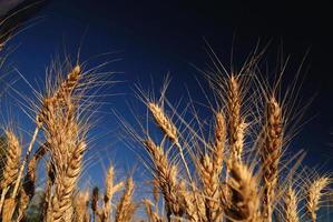 Wheat field view photo