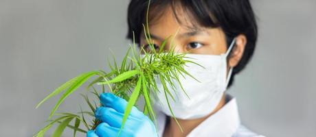 retrato de científico revisando plantas de cannabis. investigación de marihuana, aceite de cbd, concepto de medicina herbaria alternativa foto