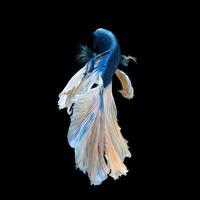 Capture the moving moment of blue siamese fighting fish isolated on black background. photo