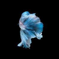 Capture the moving moment of blue siamese fighting fish isolated on black background. Betta fish. Fish of Thailand photo