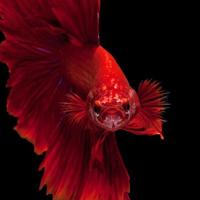 captura el momento conmovedor de los peces luchadores siameses rojos aislados en el fondo negro. pez dumbo betta foto