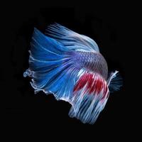 Capture the moving moment of red-blue siamese fighting fish isolated on black background. photo