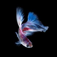 captura el momento conmovedor de los peces luchadores siameses rojo-azules aislados en el fondo negro. foto