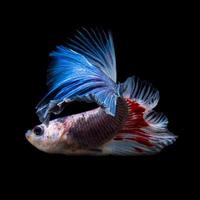 captura el momento conmovedor de los peces luchadores siameses rojo-azules aislados en el fondo negro. foto