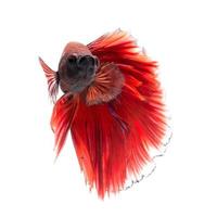 Capture the moving moment of red siamese fighting fish isolated on white background. photo