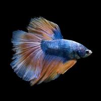 Capture the moving moment of blue yellow siamese fighting fish isolated on black background. Betta fish. photo