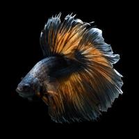 Capture the moving moment of yellow blue siamese fighting fish isolated on black background. Betta fish photo