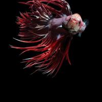 White-red betta fish, siamese fighting fish on black background photo