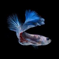 captura el momento conmovedor de los peces luchadores siameses rojo-azules aislados en el fondo negro. foto