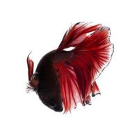 Capture the moving moment of red siamese fighting fish isolated on white background. photo