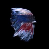 Capture the moving moment of red-blue siamese fighting fish isolated on black background. photo