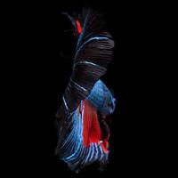 Capture the moving moment of red blue siamese fighting fish isolated on black background. betta fish. photo