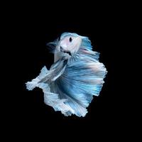 Capture the moving moment of blue siamese fighting fish isolated on black background. Betta fish. Fish of Thailand photo