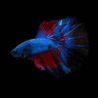 captura el momento conmovedor de los peces luchadores siameses azules rojos aislados en el fondo negro. pez Betta. foto