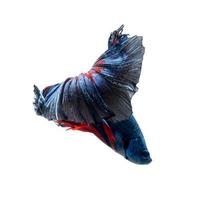 textura de cola de rojo textura de cola de pez luchador siamés azul rojo aislado sobre fondo blanco. foto