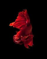 captura el momento conmovedor de los peces luchadores siameses rojos aislados en el fondo negro. pez dumbo betta foto