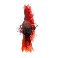 Capture the moving moment of red siamese fighting fish isolated on white background. photo