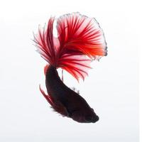 Capture the moving moment of red siamese fighting fish isolated on white background. photo