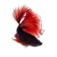 Capture the moving moment of red siamese fighting fish isolated on white background. photo