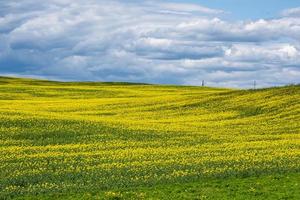 field of beautiful springtime golden flower of rapeseed, canola colza in Latin Brassica napus with sky background and beautiful clouds, rapeseed is plant for green industry photo