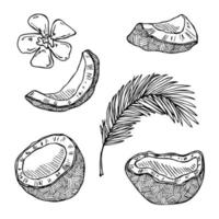 Set of coconut cliparts. Hand drawn nut icon. Tropical illustration. For print, web, design, decor vector
