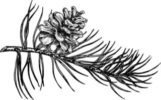 Hand drawn pine tree branch with cones. Vector illustration. Black pen in vintage engraved style