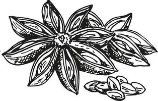 Star Anise Vector drawing. Hand drawn sketch. Seasonal food. Engraved style spice and flavor object. Cooking and aromatherapy ingredient.