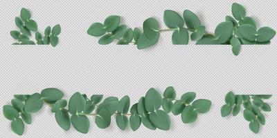 Eucalyptus leaves and branches, frame or border vector