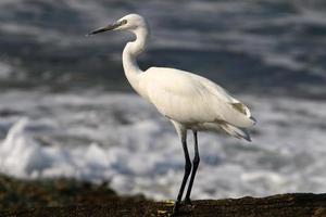 la garza blanca a orillas del mar mediterráneo atrapa peces pequeños. foto