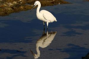 White heron on the shores of the Mediterranean Sea catches small fish. photo