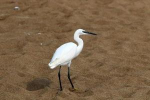 White heron on the shores of the Mediterranean Sea catches small fish. photo