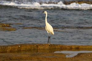 White heron on the shores of the Mediterranean Sea catches small fish. photo