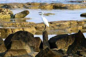 White heron on the shores of the Mediterranean Sea catches small fish. photo