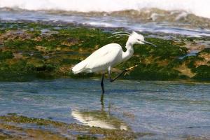 White heron on the shores of the Mediterranean Sea catches small fish. photo