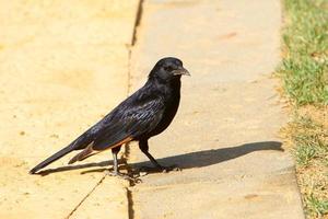 Birds in a city park on the seashore in Israel. photo