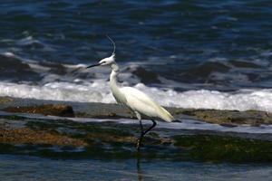 White heron on the shores of the Mediterranean Sea catches small fish. photo