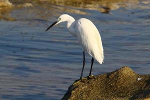 White heron on the shores of the Mediterranean Sea catches small fish. photo