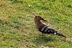 Birds in a city park on the seashore in Israel. photo