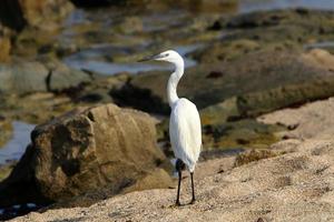 White heron on the shores of the Mediterranean Sea catches small fish. photo