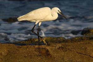 White heron on the shores of the Mediterranean Sea catches small fish. photo