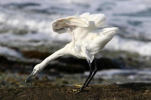 White heron on the shores of the Mediterranean Sea catches small fish. photo