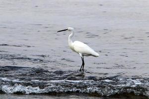 la garza blanca a orillas del mar mediterráneo atrapa peces pequeños. foto