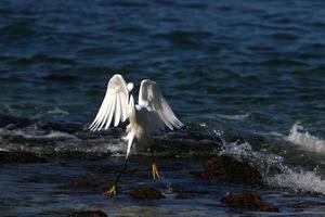 White heron on the shores of the Mediterranean Sea catches small fish. photo