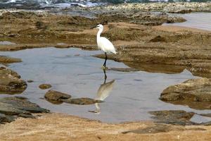 White heron on the shores of the Mediterranean Sea catches small fish. photo