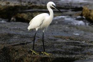 White heron on the shores of the Mediterranean Sea catches small fish. photo